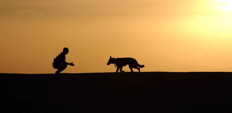 dog-trainer-silhouettes-sunset-38284.jpeg